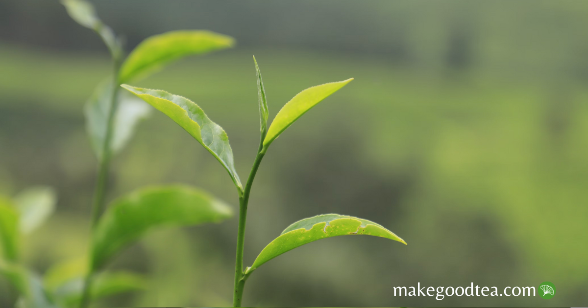 makegoodtea.com Make Good Tea! Fresh green tea shoot with green background. Close up of the Tea plant